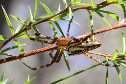 Araneus Orb-Weaver (Araneus bradleyi) (Araneus bradleyi)